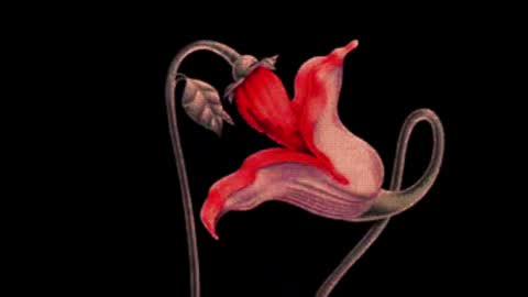 katsuro online show from 03/02/25, 09:11