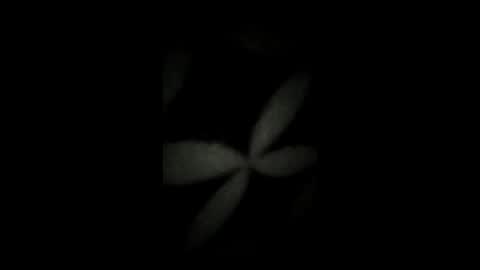 kenzo6140 online show from 04/07/26, 12:33