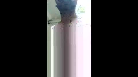 Khushipussy online show from 12/04/25, 08:56