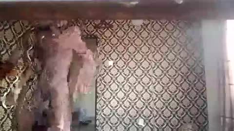 kingemizzy online show from 01/08/26, 06:26