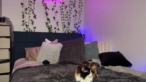 Kaitie online show from 12/16/24, 11:12