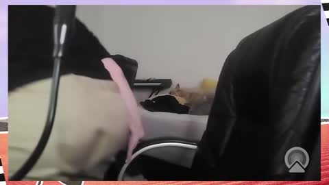 Snapshot of kittykay86 chatting on 12/16/25, 09:36 Bella Blue BBW online show from 12/16/25, 09:36