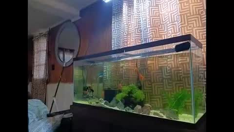 LOUiViLAN online show from 12/30/24, 02:40