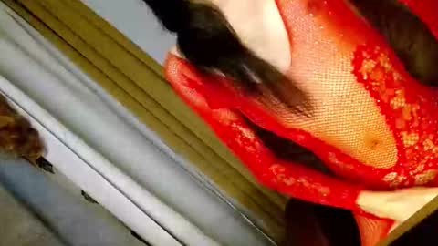 Snapshot of latrina_ chatting on 03/05/26, 03:08 latrina_ online show from 03/05/26, 03:08