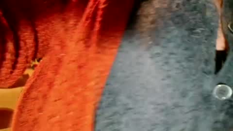 laureanne online show from 12/13/24, 08:26