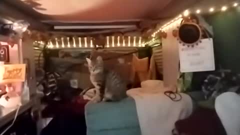 Snapshot of lesleygumgrass chatting on 12/18/25, 03:56 LesleyGumGrass- The Boring Trans girl online show from 12/18/25, 03:56