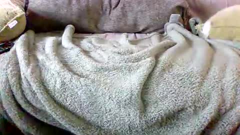 Snapshot of letsgobills chatting on 03/03/26, 05:52 Bills Mafia online show from 03/03/26, 05:52