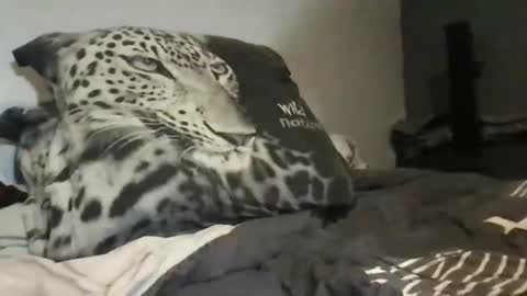 Snapshot of lex3689 chatting on 03/31/26, 07:36 Lex6699 online show from 03/31/26, 07:36