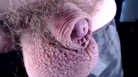 lildickbigbelly online show from 07/06/26, 07:16