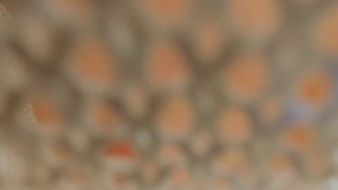 Snapshot of linapearl chatting on 01/05/25, 09:37 Lina Fanslymysensualworld online show from 01/05/25, 09:37