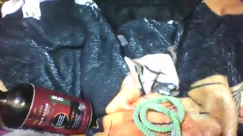 lovaelisa online show from 10/18/25, 06:48