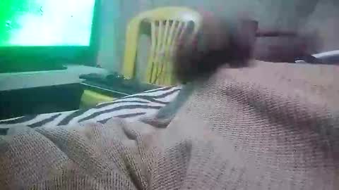 Snapshot of mad415264 chatting on 11/24/25, 03:50 mad415264 online show from 11/24/25, 03:50