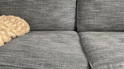 Snapshot of majortazer chatting on 02/17/25, 10:58 majortazer online show from 02/17/25, 10:58