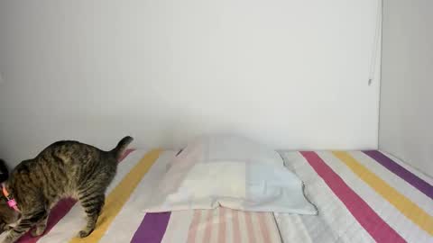 Snapshot of malucam_06 chatting on 11/13/25, 11:14 instagram nueela online show from 11/13/25, 11:14