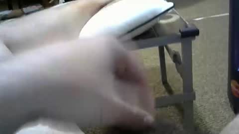 manumanu8585 online show from 02/03/26, 01:38