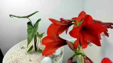 Snapshot of manup1977 chatting on 12/15/25, 12:09 manup1977 online show from 12/15/25, 12:09