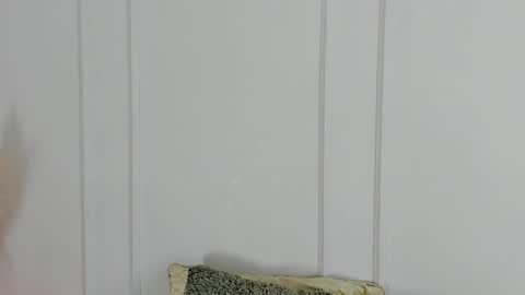 Maria Pettit online show from 04/19/26, 10:36