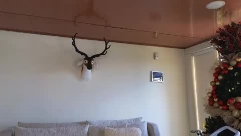 Sebastian online show from 12/08/24, 07:22