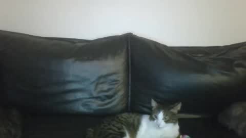 MilaGabor online show from 01/16/26, 07:18