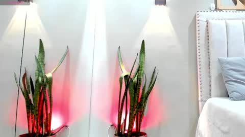    online show from 11/14/25, 12:04