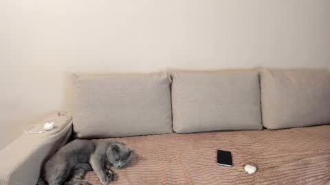 Snapshot of miss_kitty13 chatting on 12/03/25, 02:41 Kitty online show from 12/03/25, 02:41