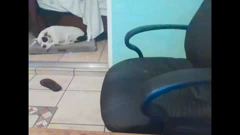 Snapshot of mobiledui chatting on 02/16/25, 09:37 mobiledui online show from 02/16/25, 09:37