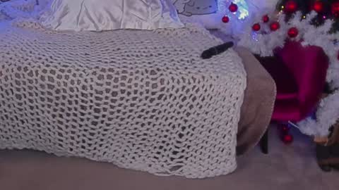 Snapshot of molinmoon chatting on 12/24/24, 10:01 Rosa online show from 12/24/24, 10:01