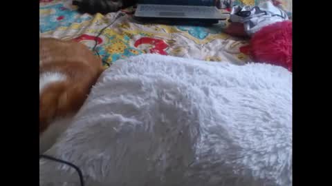 Molly And Brad online show from 02/05/25, 09:29