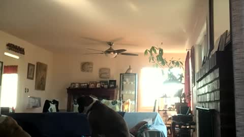 Snapshot of monkeedance chatting on 12/02/24, 06:54 Monkee Dance online show from 12/02/24, 06:54