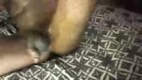 Snapshot of mrbigdiq chatting on 02/06/25, 06:18 MrBigDiQ1 online show from 02/06/25, 06:18