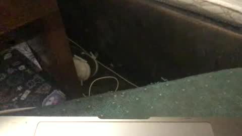 Tara Jane online show from 01/11/26, 05:29