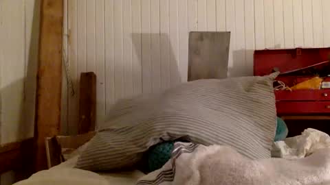 str8 dom alphaAsian Daddy type. sorry not bi or  curious but i dont judgediscrimenate. online show from 11/29/25, 07:00