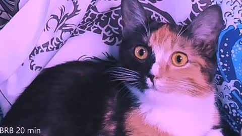 Monday-Friday 12-4 AM and 6-9 AM New York time online show from 01/23/25, 11:36