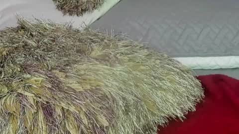 Naomy Smith online show from 12/13/24, 11:06