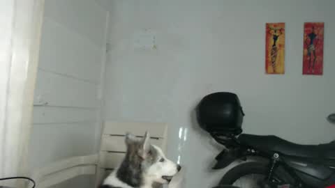 Snapshot of natzumi_mcqueen chatting on 12/31/24, 12:25 Stella Mcqueen online show from 12/31/24, 12:25