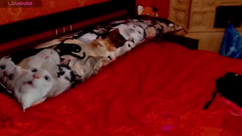 housewife Eva online show from 01/30/25, 05:49