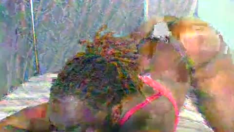 Naughty is my name online show from 01/11/25, 05:40