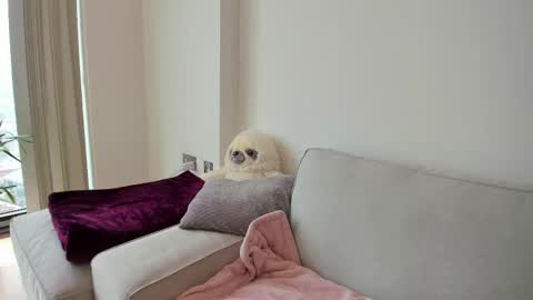 Snapshot of naughtynerdygirl chatting on 02/19/25, 03:05 Gigi Chu  online show from 02/19/25, 03:05