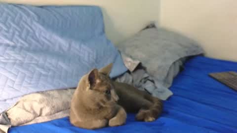 Snapshot of nickjordan1 chatting on 12/19/24, 12:34 Nicolas online show from 12/19/24, 12:34