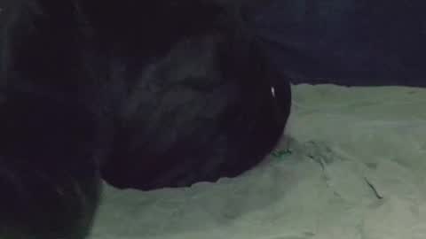 Snapshot of nightqueen69 chatting on 03/08/25, 05:07 Watch us Fuck online show from 03/08/25, 05:07