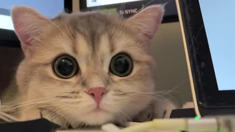 Snapshot of nochnoye_soltse chatting on 04/21/26, 08:23 Sun or Luna online show from 04/21/26, 08:23