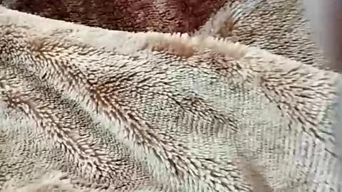 sim  nib online show from 02/02/26, 07:23