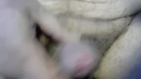 Snapshot of ogasmbyoral chatting on 12/04/24, 12:47 ogasmbyoral online show from 12/04/24, 12:47