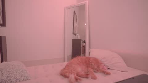 Ariel online show from 10/18/25, 09:26