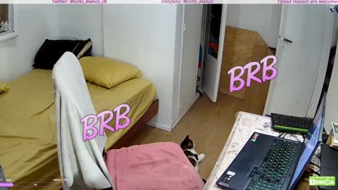 Osito Blanco online show from 01/30/25, 05:19