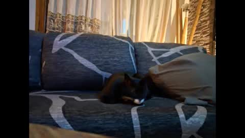 p326032 online show from 11/03/25, 08:54