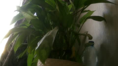 Snapshot of pamela_passion chatting on 07/20/26, 11:23 pamela_passion online show from 07/20/26, 11:23