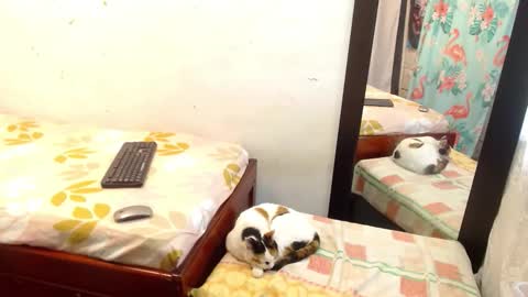 diana online show from 09/13/25, 05:24