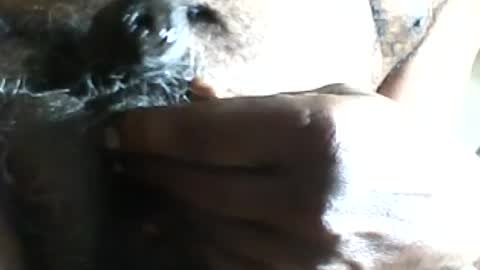 pappi_rambo online show from 07/17/26, 01:29