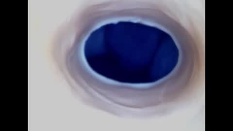 Snapshot of paulainoscente chatting on 01/30/25, 10:08 Paula 18 Aninhos online show from 01/30/25, 10:08